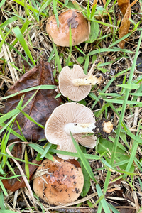 広葉樹が植栽されている遊歩道の土手の芝生に生えていたキノコの名前を教えて下さ Yahoo 知恵袋