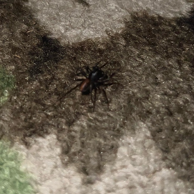 赤ちゃん蜘蛛の群れの中にお尻が赤い蜘蛛が何匹かいるんですけど あれ Yahoo 知恵袋