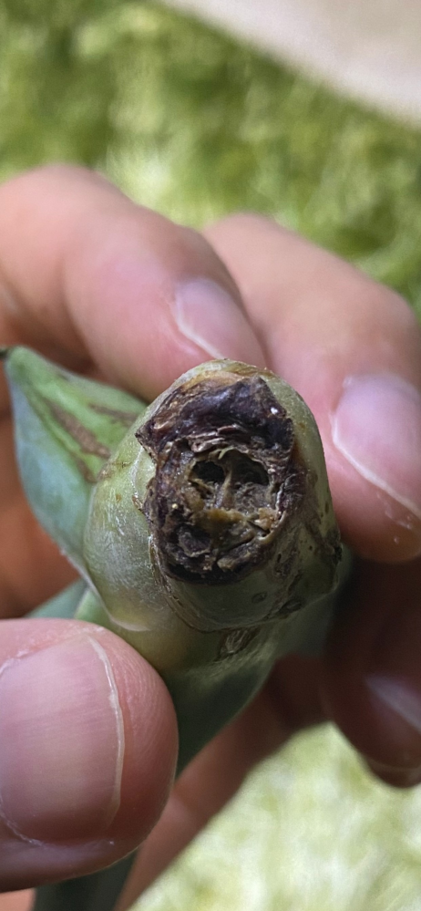 アガベオバティフォリアオルカの発根管理中です。土壌管理で、2週間経