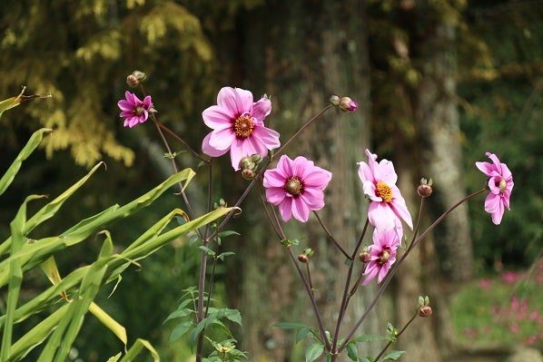 マツの花の作りで 上から雌花 雄花 1番下にマツカサがあると思いますが Yahoo 知恵袋