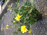 菊の苗を購入したので 明日植えようと思うのですが 枯れた葉や花はカットした方 Yahoo 知恵袋