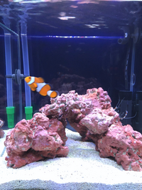 現在30センチキューブ水槽で海水魚を飼育しています カクレクマノミ Yahoo 知恵袋