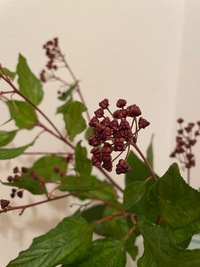 先日お花屋さんで可愛い赤い実のようなものがついた植物を購入したのですが 名前 Yahoo 知恵袋