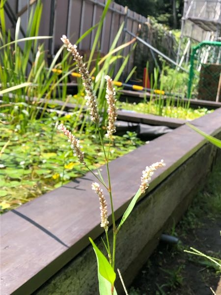 タデ科の花はとても可愛らしく大好きです でも 種類があってなかなか区別がつき Yahoo 知恵袋