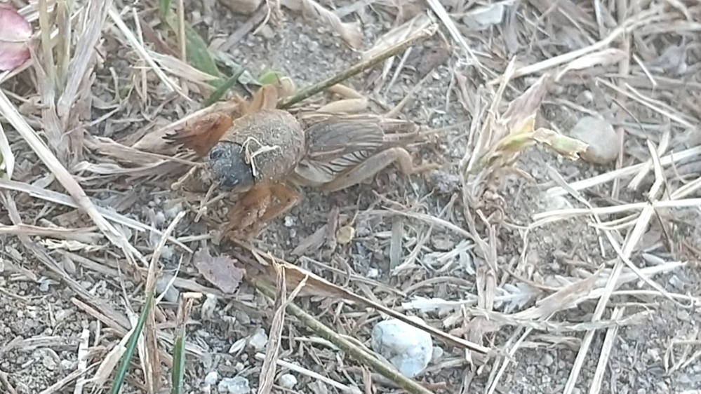 カエルの繁殖にホルモン剤を使用する と聞いたのですがどの様なホルモン剤 Yahoo 知恵袋