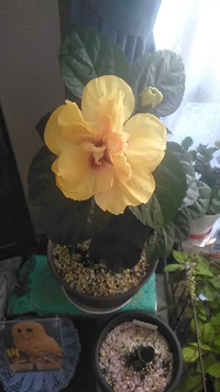 こんな大きな花が咲きました 名前がわかりません 教えて下さい そし Yahoo 知恵袋