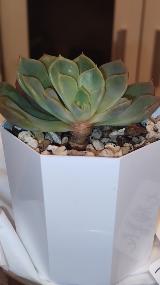 多肉植物の七福美尼について教えてください。先日水をあげすぎたせいか