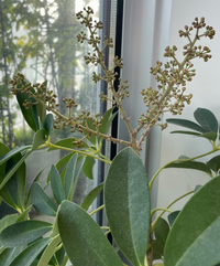 パキラです 10年くらい育てていますがこの先っぽの花または実に見え Yahoo 知恵袋