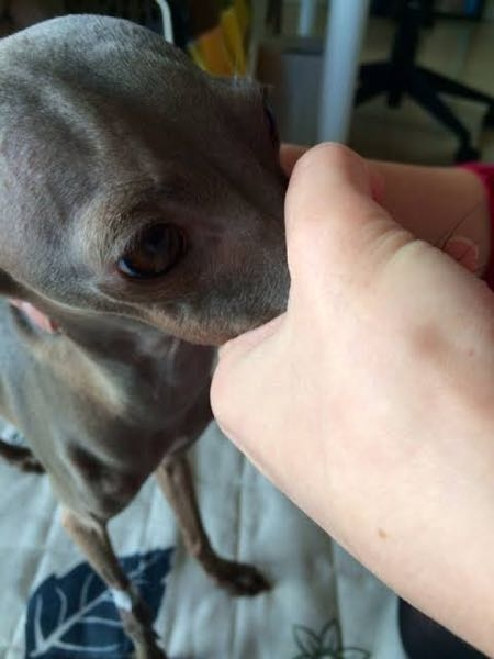 犬の散歩中 変な人に絡まれました 60代と思しき男性が 可愛いね Yahoo 知恵袋