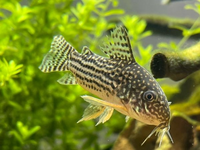 コリドラスのピロピロについて現在飼育しているコリドラスにピロピロが Yahoo 知恵袋