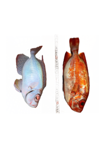 尾鷲湾で釣れたんですがこの魚ってチカメキントキで合ってますか 釣れ Yahoo 知恵袋
