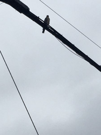 この鳥なんでしょうか電線に止まっていてスマホのカメラで撮ったのでめっちゃ見づ Yahoo 知恵袋