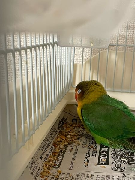 生後3ヶ月のボタンインコを昨日初めてお迎えしました。 - ずっとソワソワして... - Yahoo!知恵袋