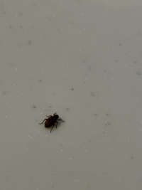 夢占いして下さい ゴキブリが家中いて 退治し かなりデカイのがなかなか死ななく Yahoo 知恵袋