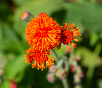 このオレンジ色の花の名前を教えてください ベニニガナでしょう Yahoo 知恵袋