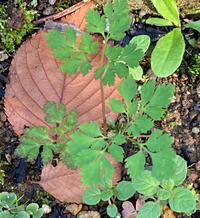 野草に詳しい方 教えてください 花壇に写真のような草が生えました ネットで調 Yahoo 知恵袋