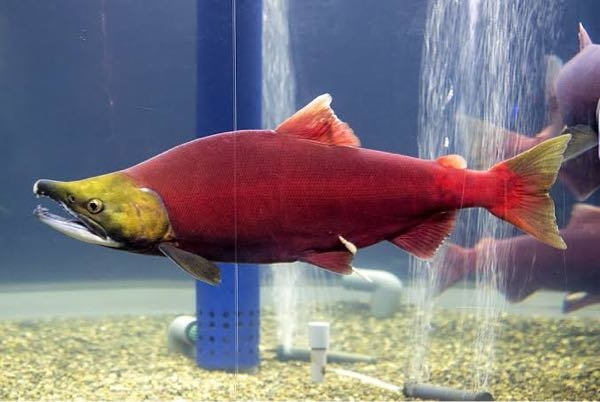 水族館のベニザケって淡水ですか？海水ですか？ そもそもベニザケっ... - 教えて！しごとの先生｜Yahoo!しごとカタログ