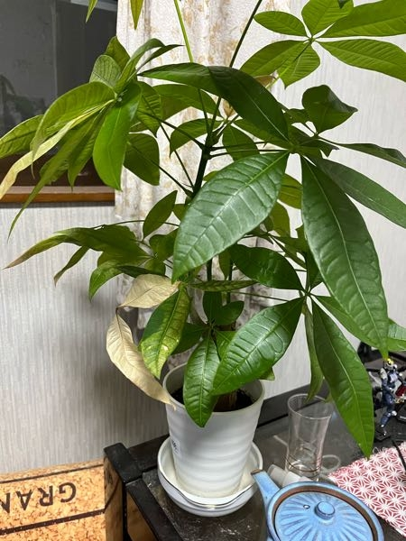 質問です家で育ててるパキラが画像のような感じで枯れてしまっているの