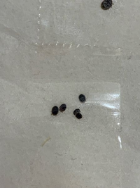 ソファの上にこんな虫がいました。
全部で20匹ぐらい。
なんの虫でしょうか？ 
