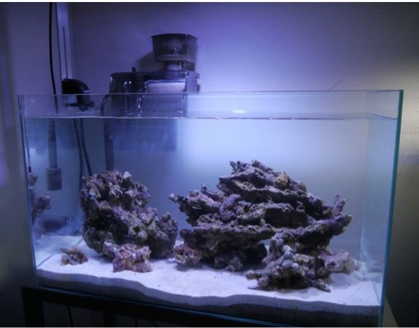 珊瑚　珊瑚礁　デスロック　ライブロック　アクアリウム　海水魚　淡水魚 珊瑚珊瑚礁デスロックライブロックアクアリウム海水魚淡水魚