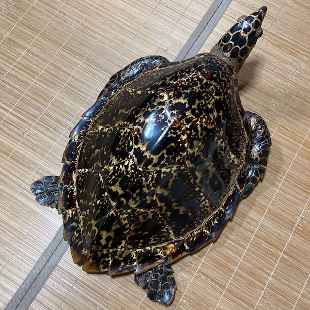 こんばんは。海亀の剥製には3種類の亀があるとのことですが、この剥製