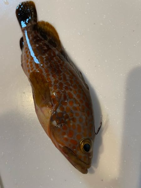 このお魚はオオモンハタでしょうか あと頭の上に触覚の様なものがある Yahoo 知恵袋