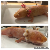 ウーパールーパー ゴールデン が昨日急に水カビ病らしきものを発症し 本日急に Yahoo 知恵袋