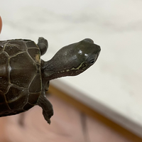 クサガメを飼っています 爬虫類専門の獣医師に 水深は甲羅の最低2倍 と教わりま Yahoo 知恵袋