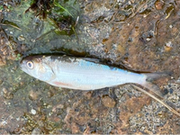 この魚の名前はなんでしょうか また 死んでいるこの魚が運河に大量に Yahoo 知恵袋