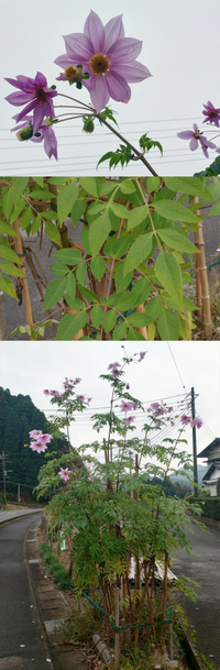 樹木の名前を教えてください 千葉県で12月上旬撮影です 全高は3メ Yahoo 知恵袋