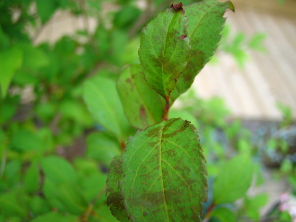 ヒメシャラの葉が病気っぽいんです 今年２月に植えたヒメシャラの葉がこの Yahoo 知恵袋
