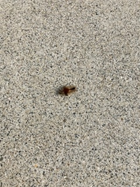 この毛虫の名前を教えてください マメドクガの幼虫に見えます Yahoo 知恵袋