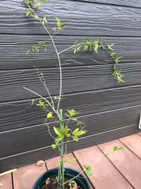 強いはずの モッコウバラ 白八重 ですが 鉢植えがいけないのか か Yahoo 知恵袋