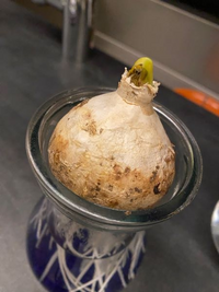 ヒヤシンスの水栽培について芽が出てきたのですが 中がスカスカで黒ず Yahoo 知恵袋