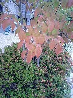 ヤマボウシの葉が既に赤茶色になって来ました 植えてから三年目です Yahoo 知恵袋
