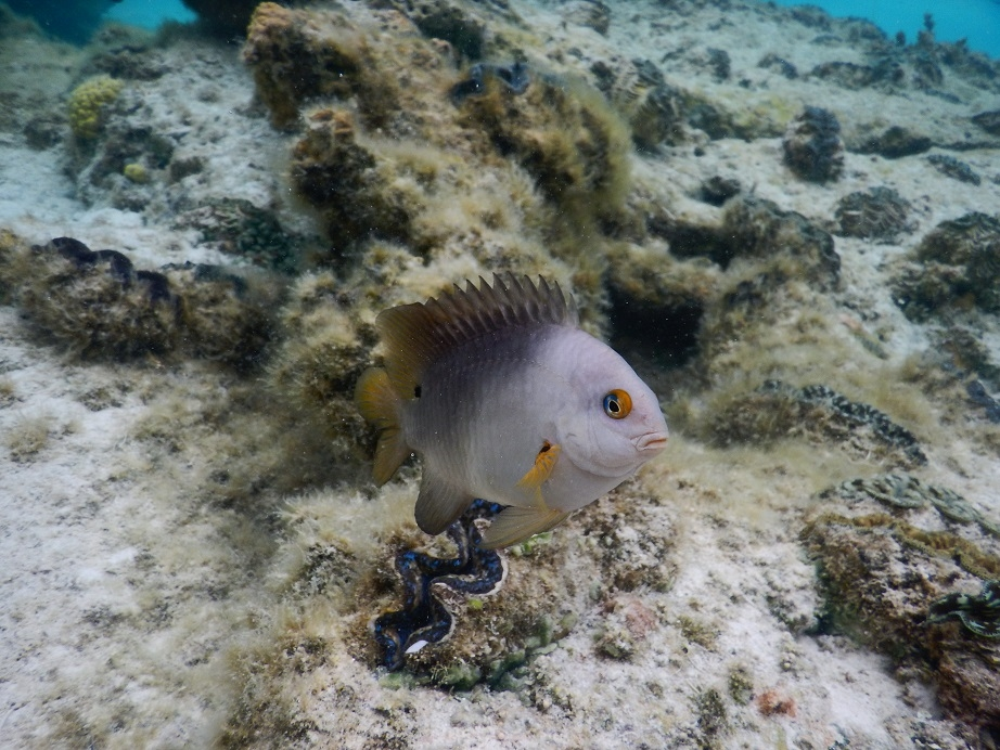 南太平洋のイルデパン島の浅瀬でシュノーケリング中に見た熱帯魚です 凄まじい攻 Yahoo 知恵袋