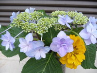 紫陽花の生け花における水質管理方法について教えていただけないでしょ Yahoo 知恵袋