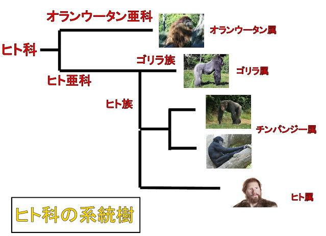 ヒトはゴリラやチンパンジーの先祖(ヒト亜科)から進化した動物のよ... - 教えて！しごとの先生｜Yahoo!しごとカタログ