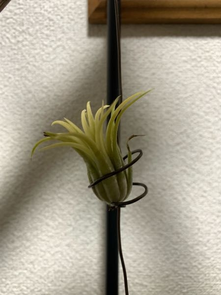 Chie Pctr C Yimg Jp Dk Iwiz Chie Que