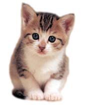 Toloveるで 籾岡がリトの家にお泊まりするのってアニメの何話 Yahoo 知恵袋