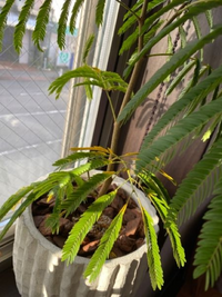 エバーフレッシュ　コメント利用身分確認待ち エバーフレッシュ コメント利用身分確認待ち