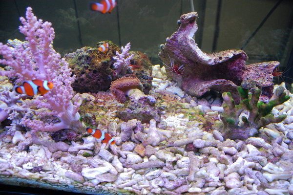 海水魚の飼育で赤ゴケ シアノバクテリア の対策に関する質問です オーバーフ - Yahoo 知恵袋
