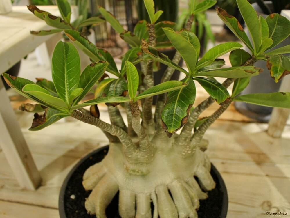 二ゲラの種のとりかたを教えてください 今ニゲラの花が終わり Yahoo 知恵袋