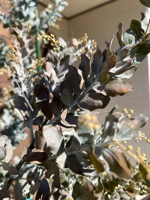 鉢植えのパールアカシアです。色が悪くなってしまったのですが
