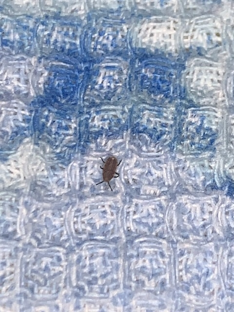 クモが家の中のダニも食べてくれると聞きました これは勝手に食べて Yahoo 知恵袋