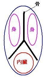 魚の構造魚の中心付近で前後に切ったときの断面図はイラストのような図であってい Yahoo 知恵袋