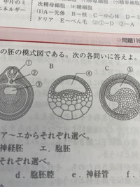 生物発生カエル画像のB、私は桑実胚期だと思ったのですが、答えは胞胚期です。胞... - Yahoo!知恵袋