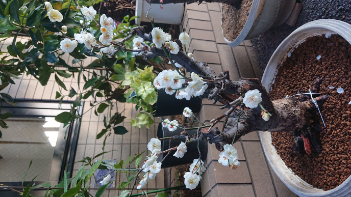 この木は梅ですか？桃ですか？幹の表面はつるつるして桃のようですが 