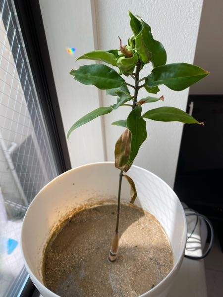 自宅でマングローブを育てています。2019年の4月からタネの水耕栽培で