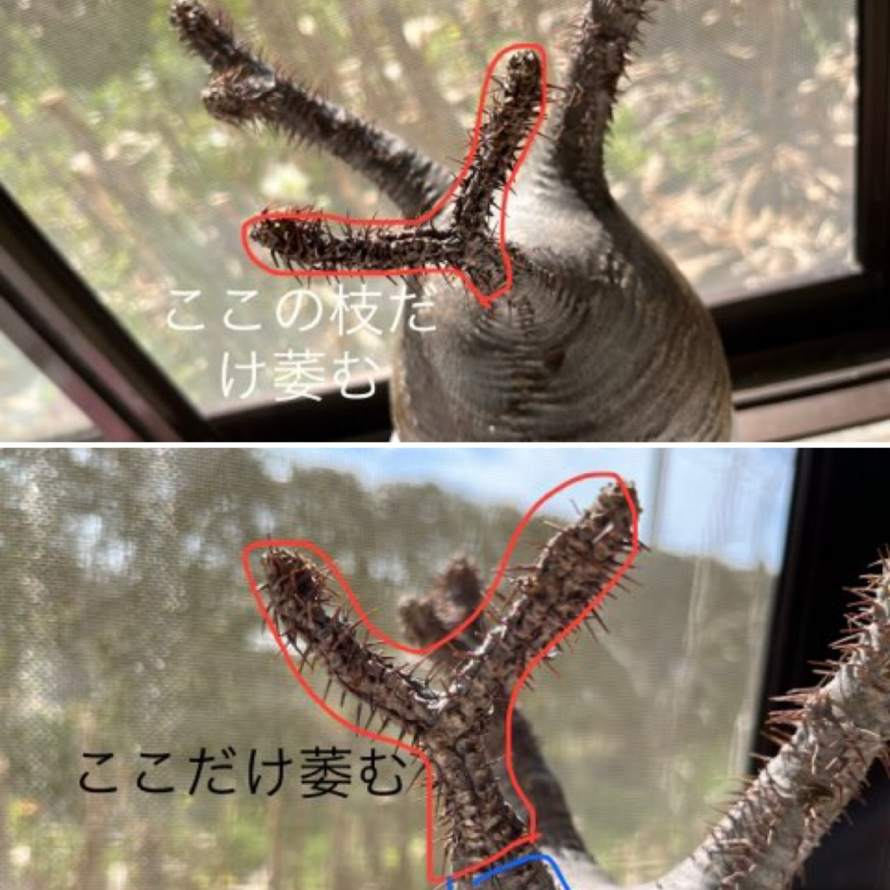パキポディウムグラキリスの発根管理について質問です。抜き苗で パキポディウムグラキリスの発根管理について質問です。抜き苗で